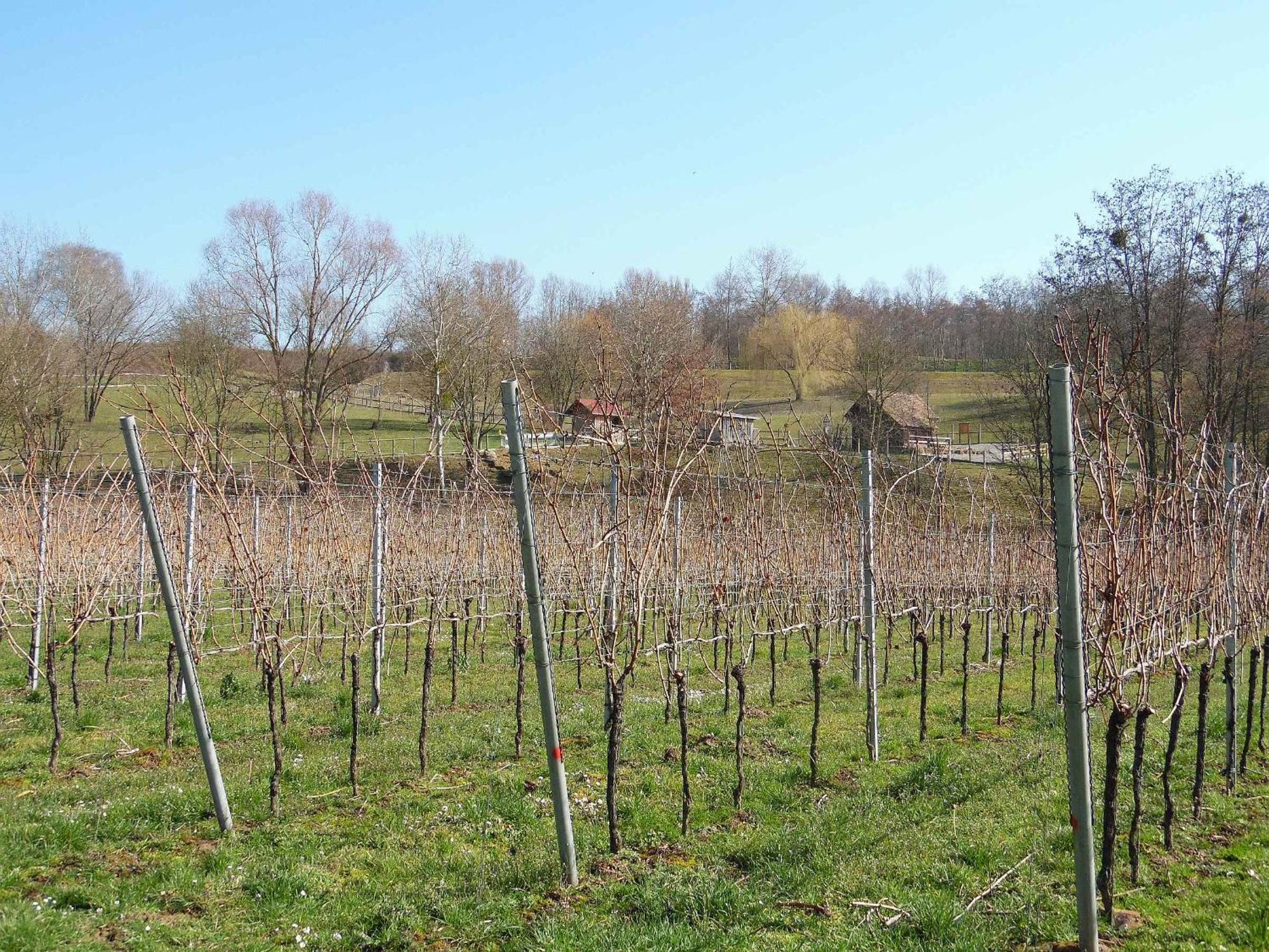 Ferienwohnungen Hog , Ringsheim Bagian luar foto