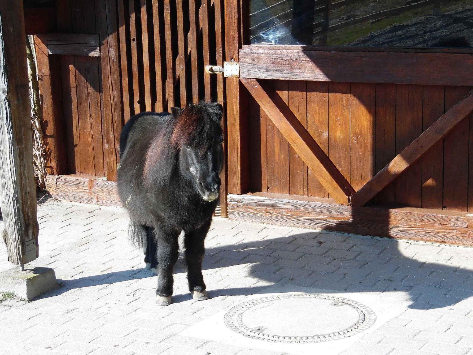 Ferienwohnungen Hog , Ringsheim Bagian luar foto